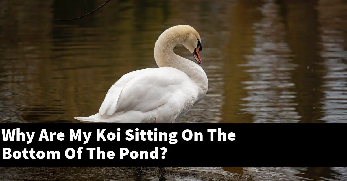 Why Are My Koi Sitting On The Bottom Of The Pond?