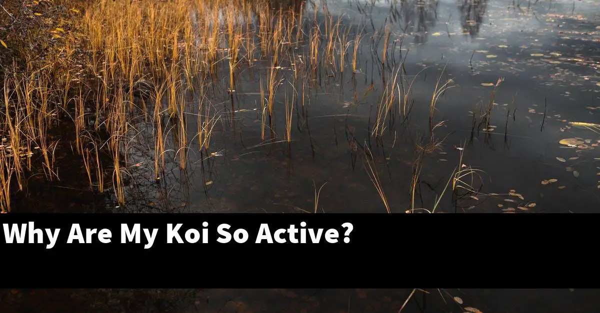 Why Are My Koi So Active?