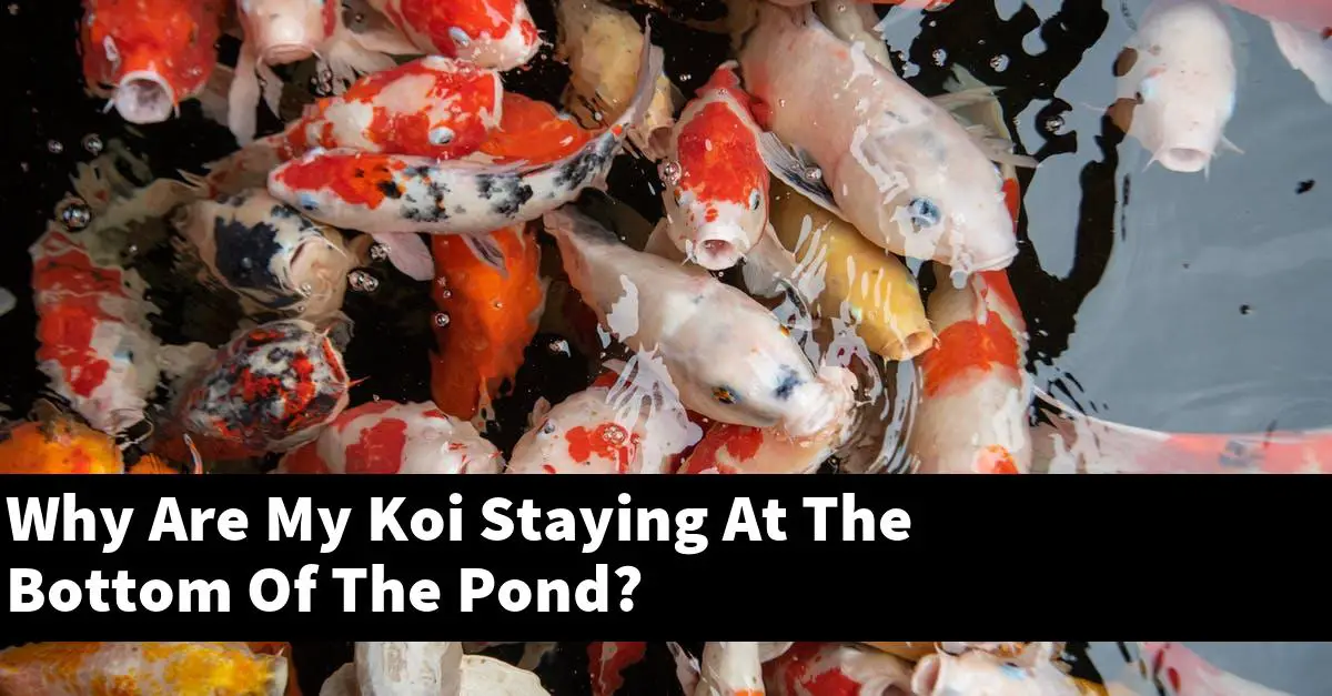 Why Are My Koi Staying At The Bottom Of The Pond?