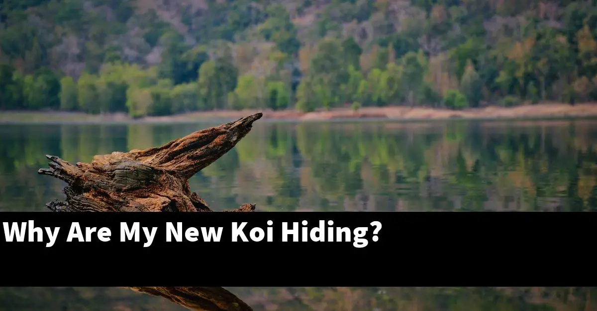 Why Are My New Koi Hiding?