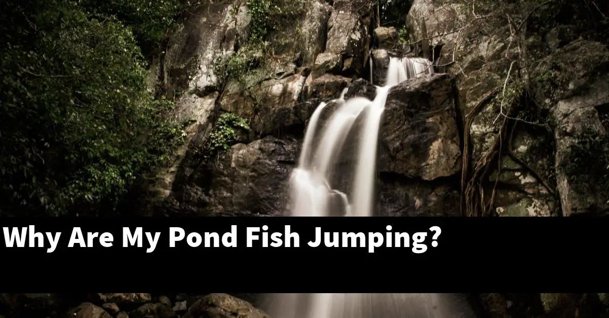 Why Are My Pond Fish Jumping?