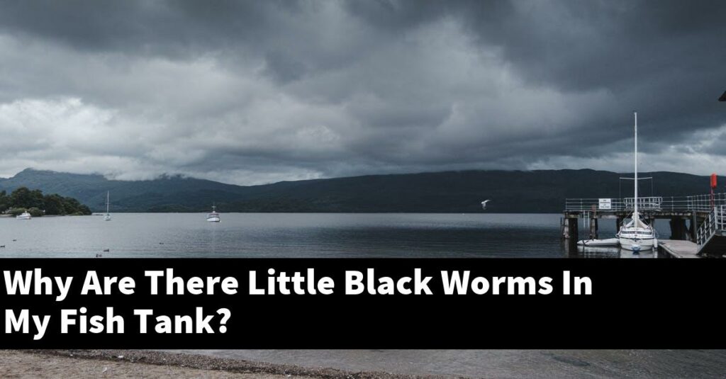Why Are There Little Black Worms In My Fish Tank 2023 Guide Gold