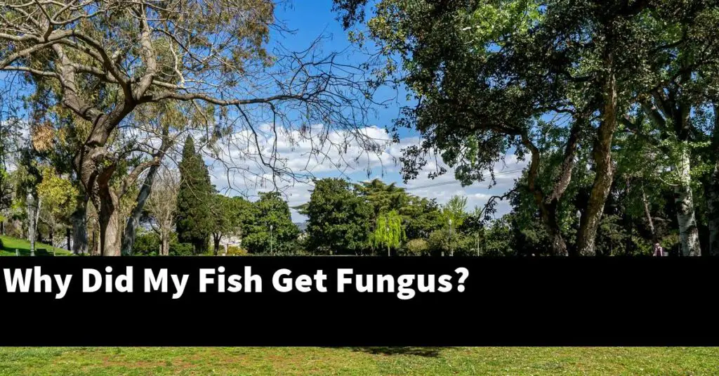 Why Did My Fish Get Fungus? [2024 Guide] Gold Koi Fish