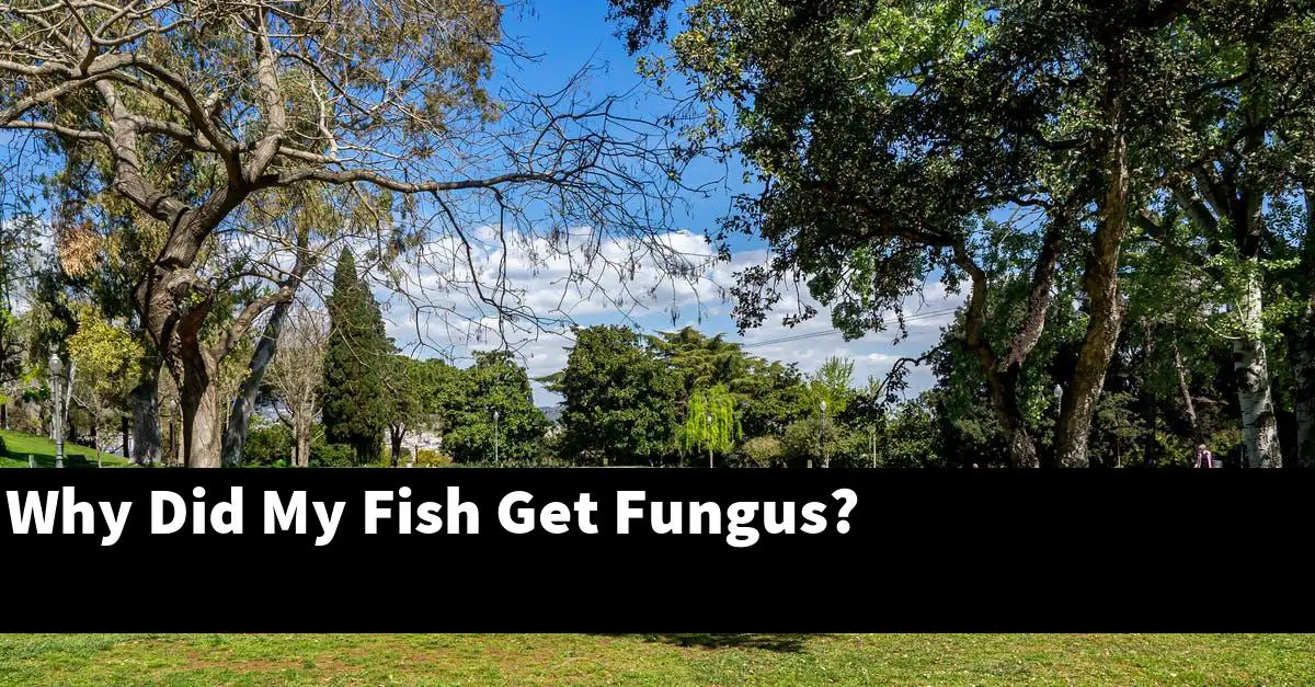 Why Did My Fish Get Fungus?