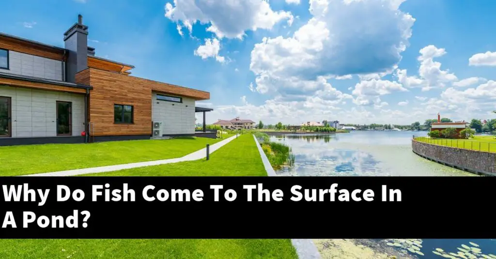 Why Do Fish Come To The Surface In A Pond? [2024 Guide] Gold Koi Fish