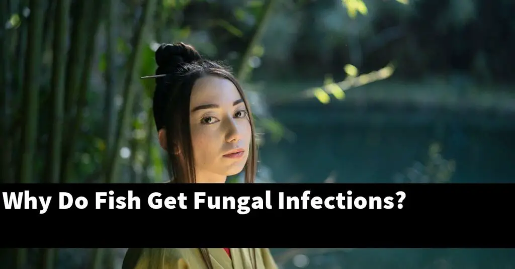 Why Do Fish Get Fungal Infections? [2024 Guide] Gold Koi Fish