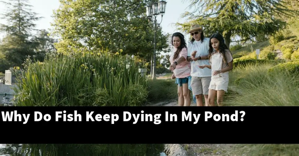 Why Do Fish Keep Dying In My Pond? [2024 Guide] Gold Koi Fish