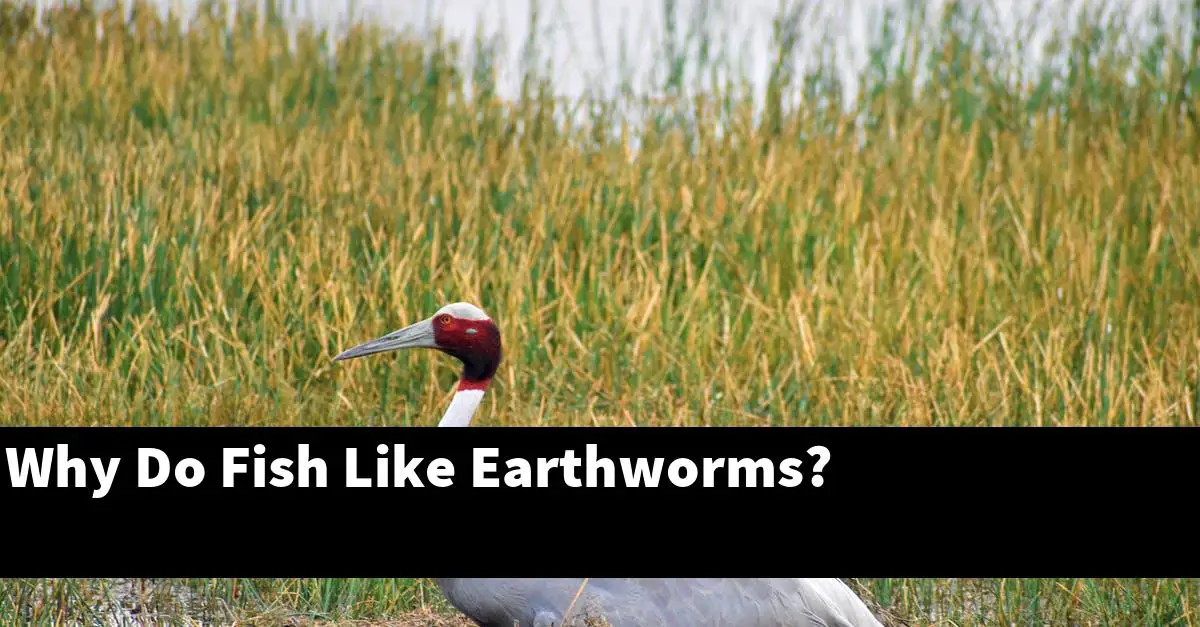 Why Do Fish Like Earthworms?