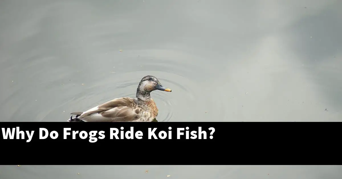 Why Do Frogs Ride Koi Fish?