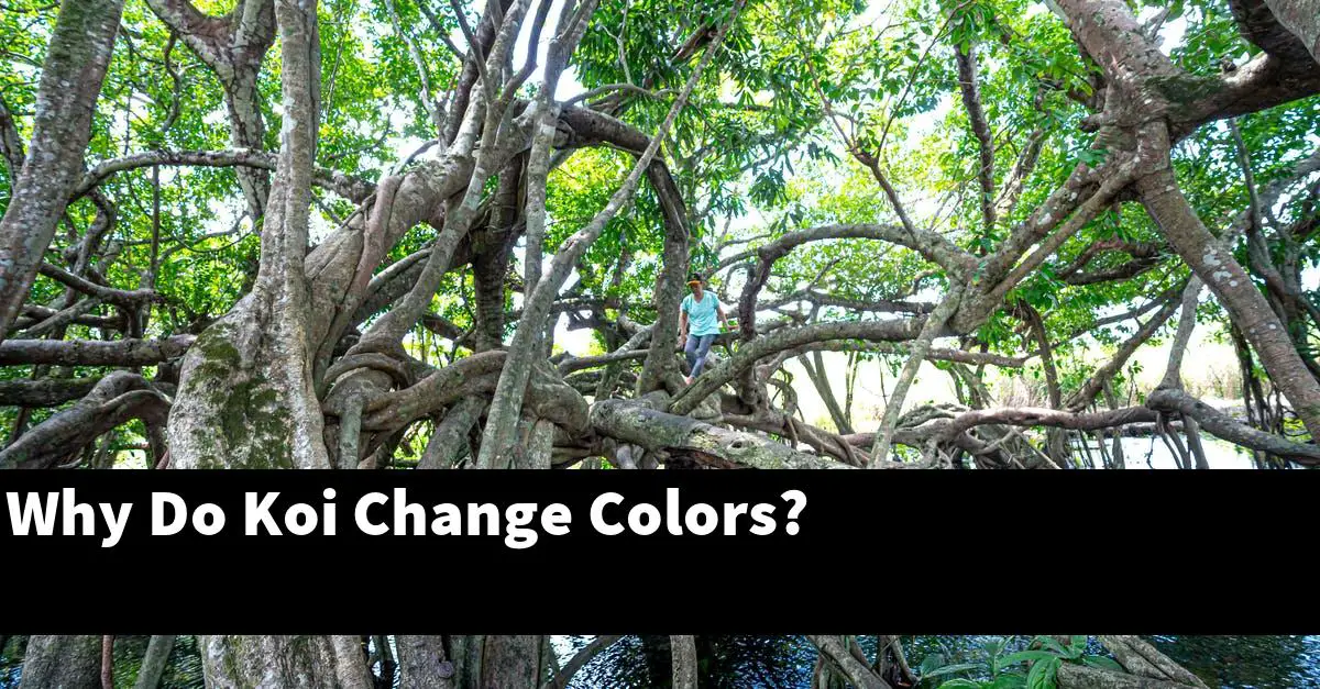 Why Do Koi Change Colors?