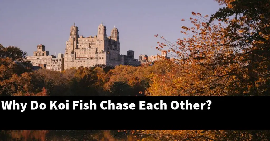 Why Do Koi Fish Chase Each Other? [2024 Guide] Gold Koi Fish