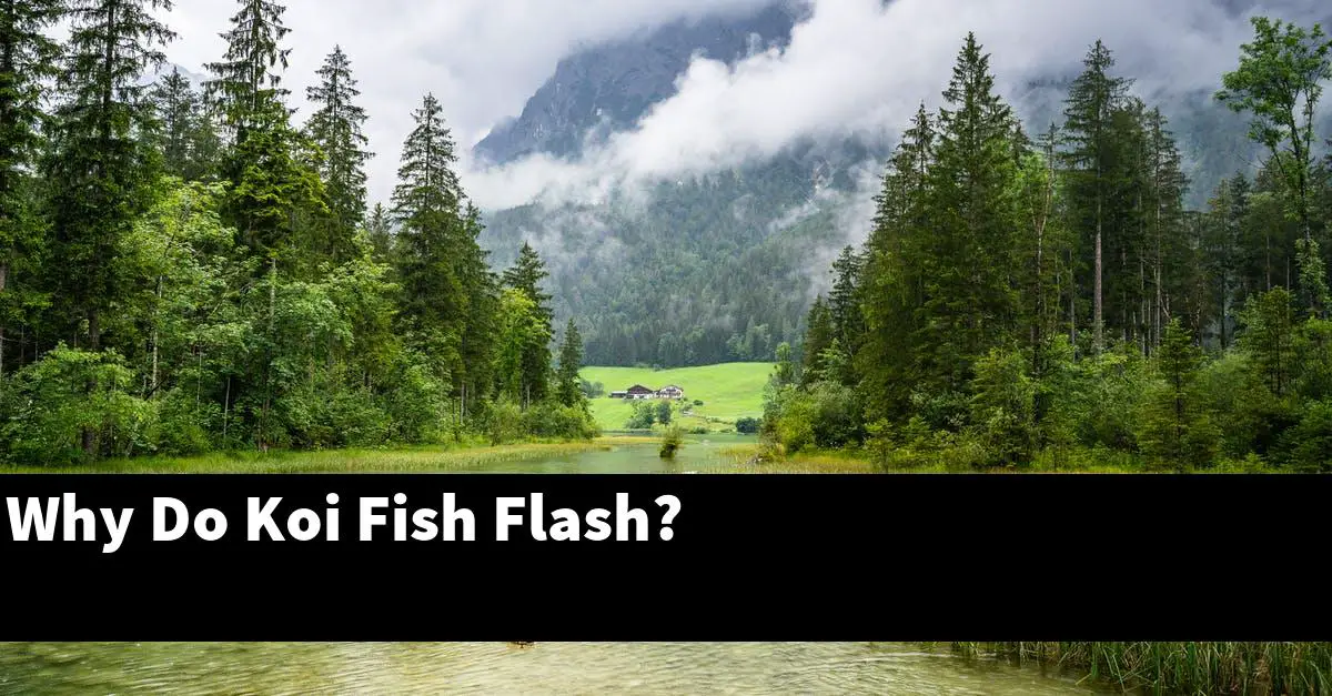 Why Do Koi Fish Flash?
