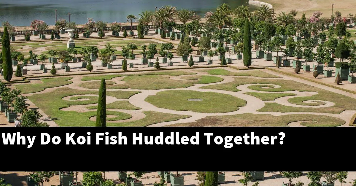 Why Do Koi Fish Huddled Together?
