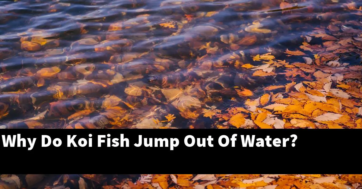 Why Do Koi Fish Jump Out Of Water?