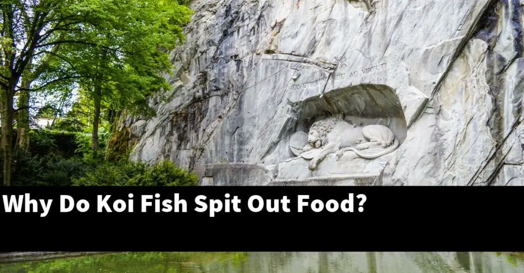 Why Do Koi Fish Spit Out Food? [2024 Guide] Gold Koi Fish