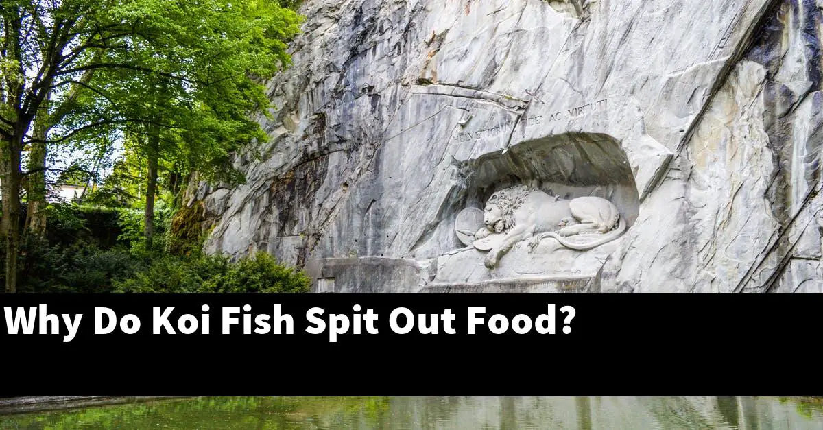 Why Do Koi Fish Spit Out Food?