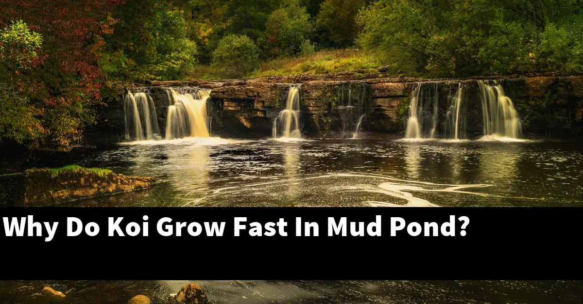 Why Do Koi Grow Fast In Mud Pond?