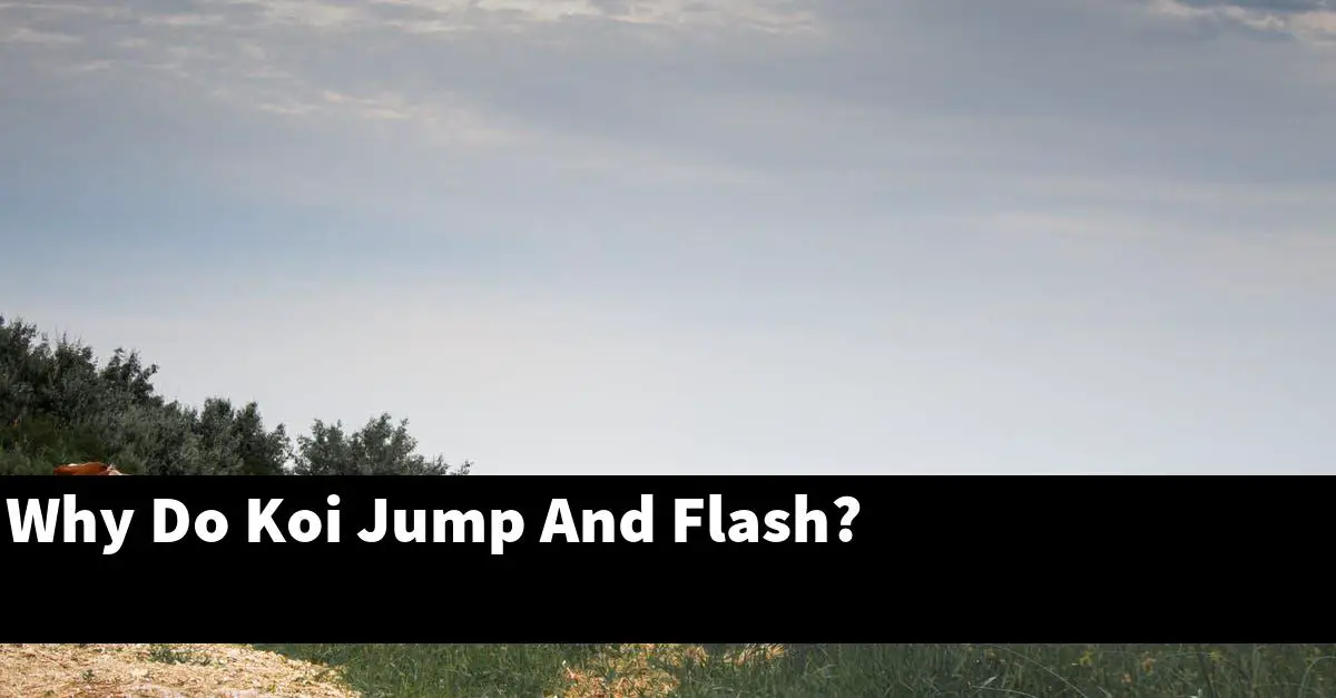 Why Do Koi Jump And Flash?