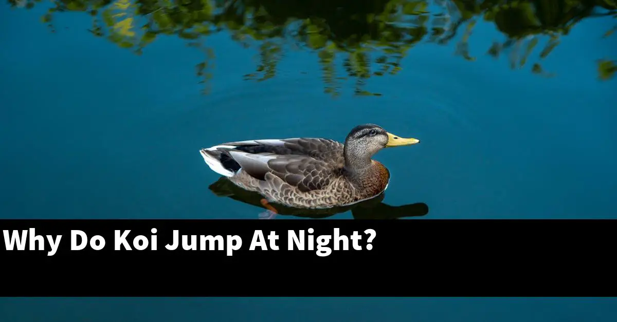 Why Do Koi Jump At Night?