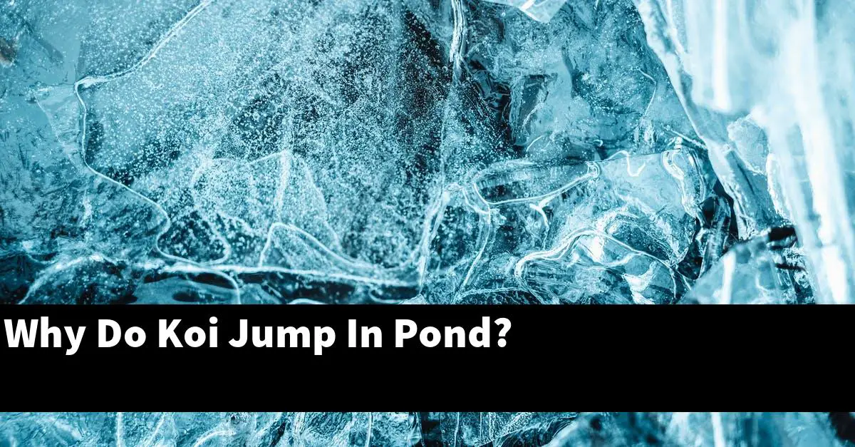 Why Do Koi Jump In Pond?