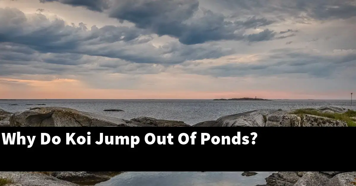 Why Do Koi Jump Out Of Ponds?