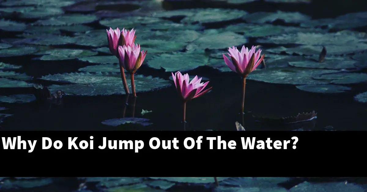 Why Do Koi Jump Out Of The Water?