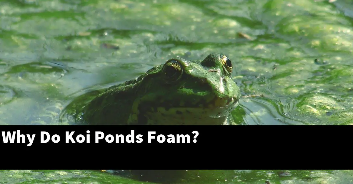 Why Do Koi Ponds Foam?