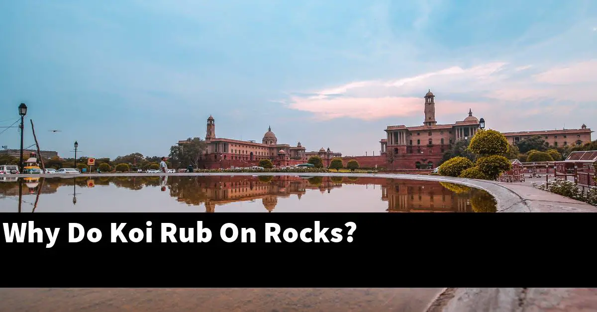 Why Do Koi Rub On Rocks?