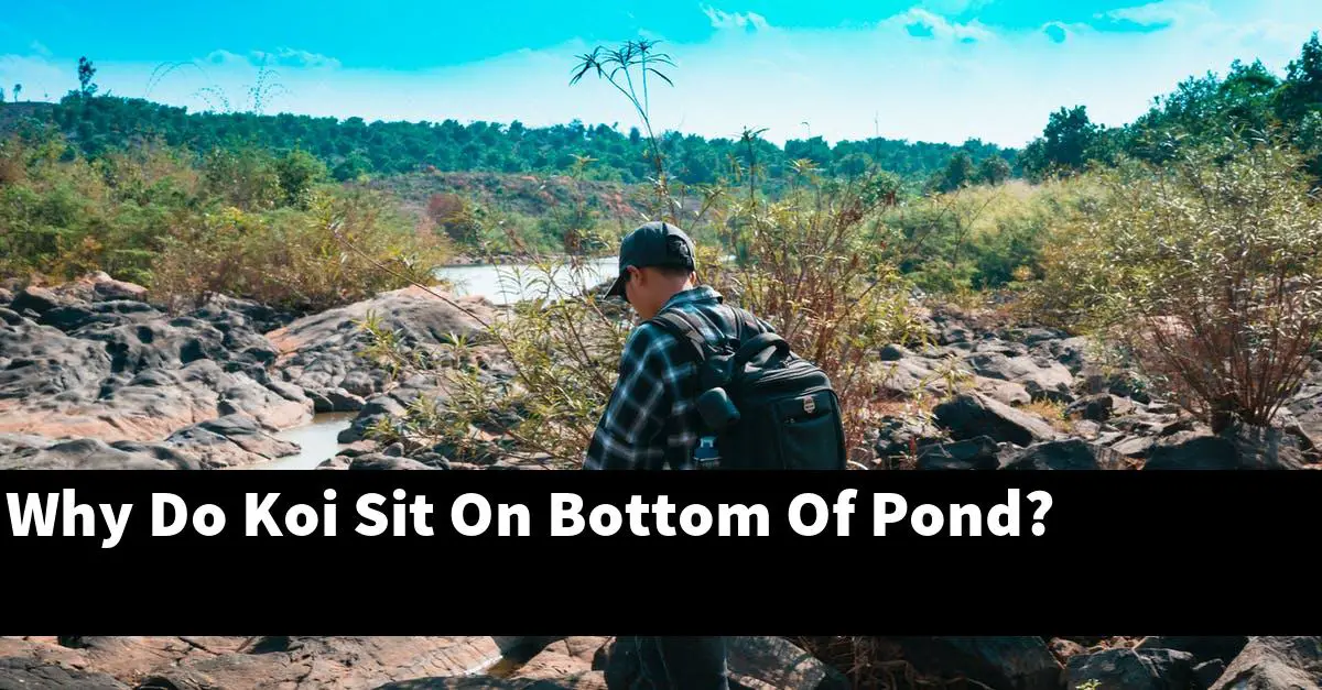 Why Do Koi Sit On Bottom Of Pond?