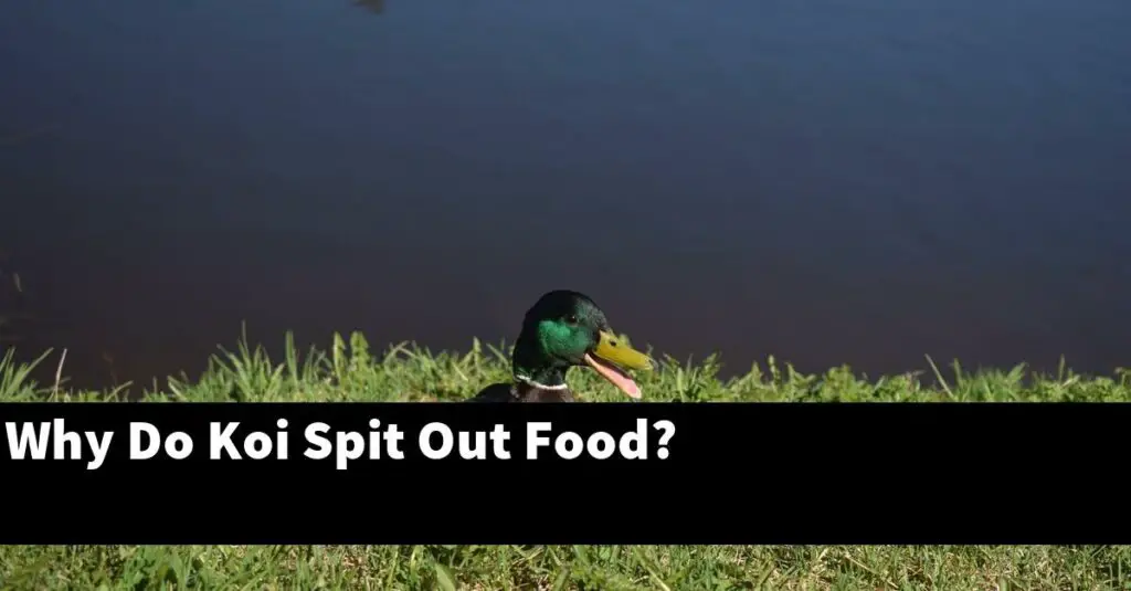 Why Do Koi Spit Out Food? [2024 Guide] Gold Koi Fish