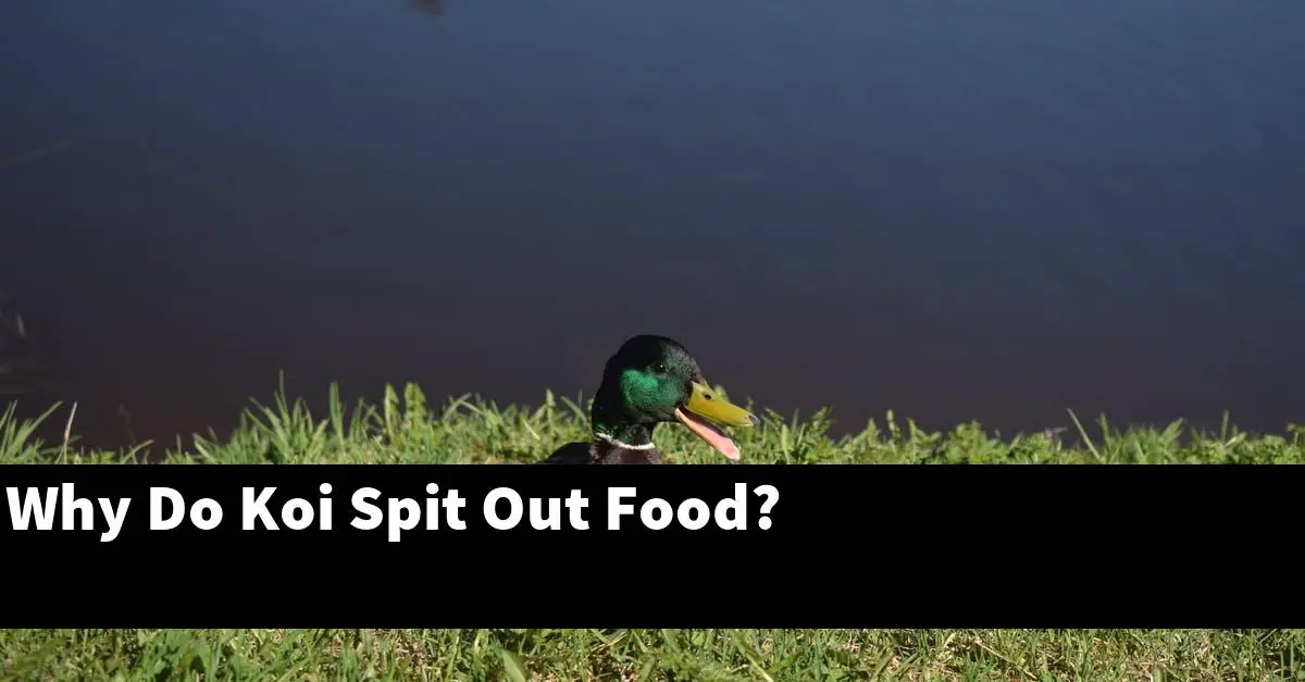 Why Do Koi Spit Out Food?