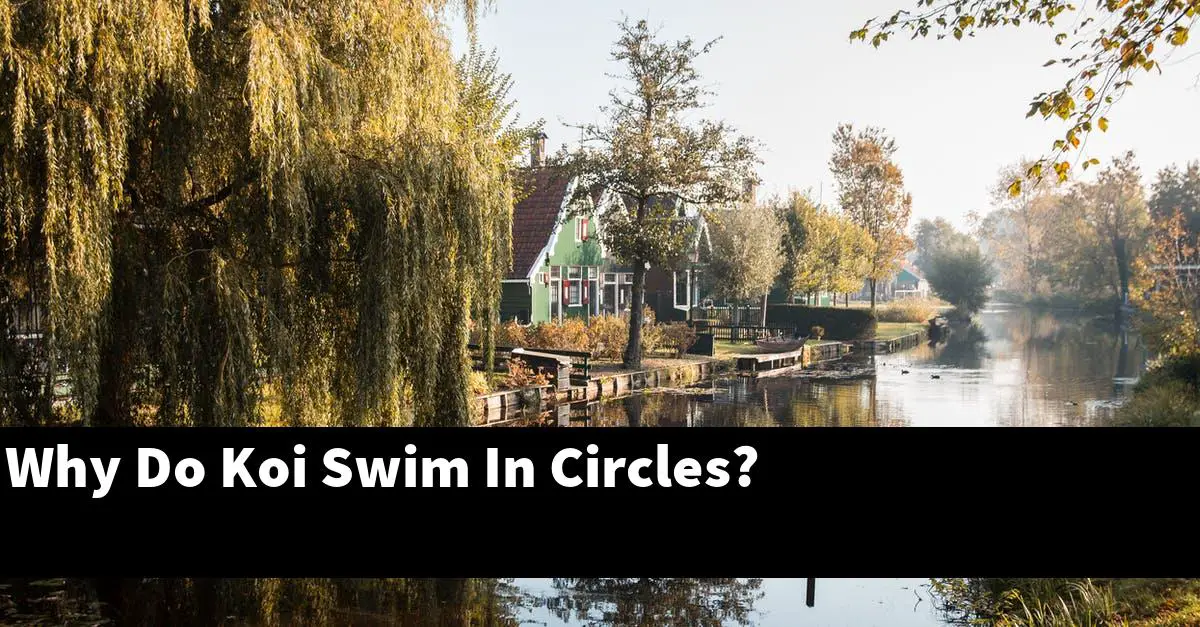 Why Do Koi Swim In Circles?