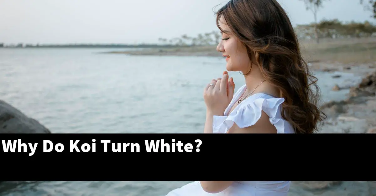Why Do Koi Turn White?