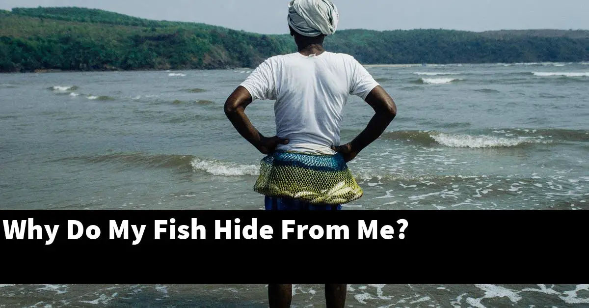 Why Do My Fish Hide From Me?