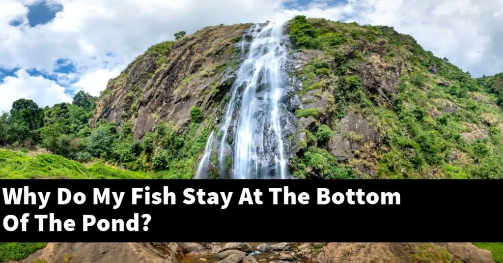 Why Do My Fish Stay At The Bottom Of The Pond? [2024 Guide] Gold Koi Fish