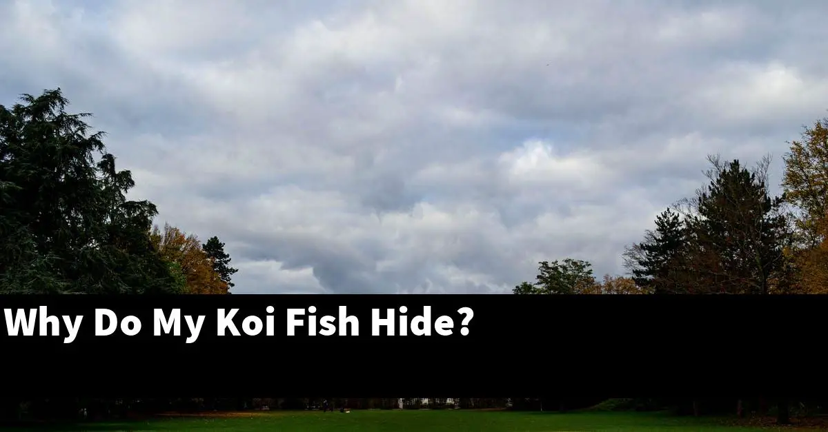 Why Do My Koi Fish Hide?