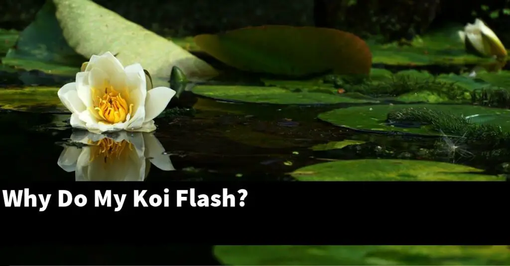Why Do My Koi Flash? [2023 Guide] Gold Koi Fish