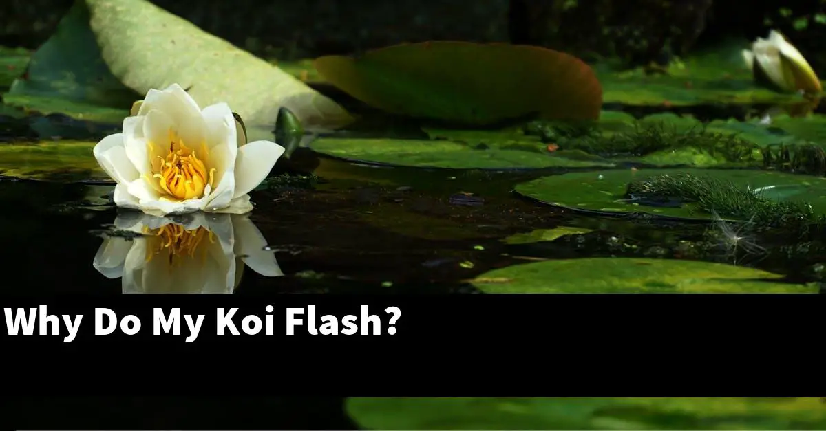 Why Do My Koi Flash?
