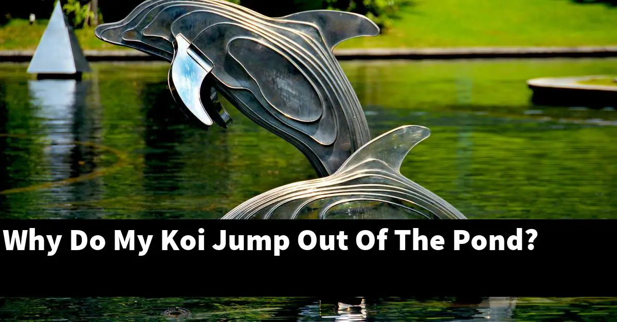 Why Do My Koi Jump Out Of The Pond?