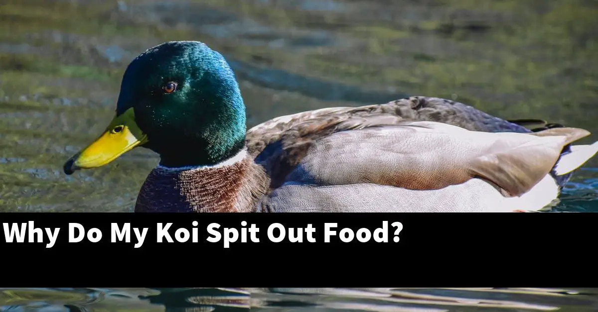 Why Do My Koi Spit Out Food?