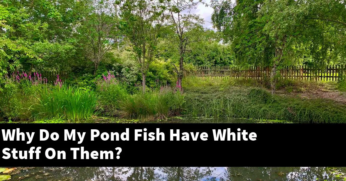 Why Do My Pond Fish Have White Stuff On Them?
