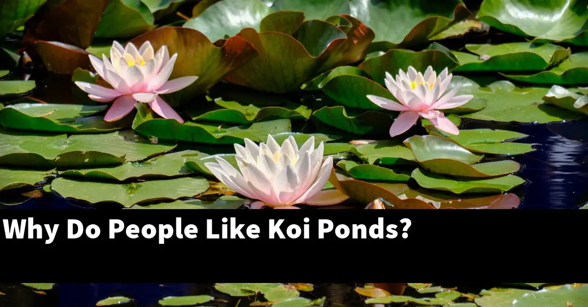 Why Do People Like Koi Ponds?