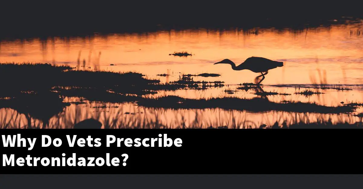 Why Do Vets Prescribe Metronidazole?