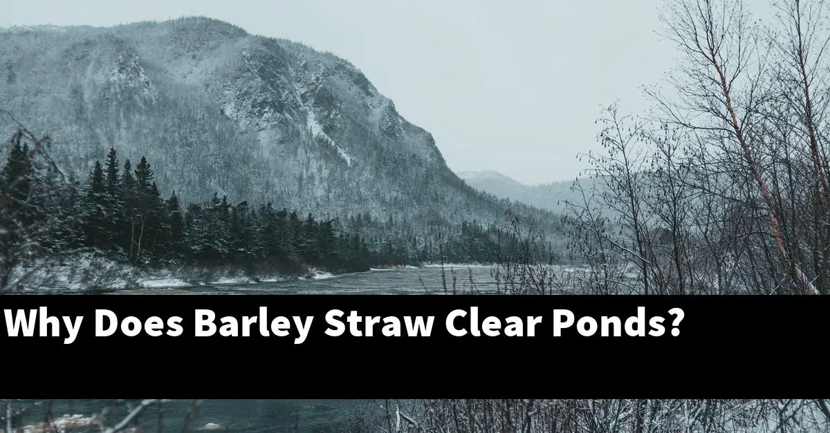 Why Does Barley Straw Clear Ponds?