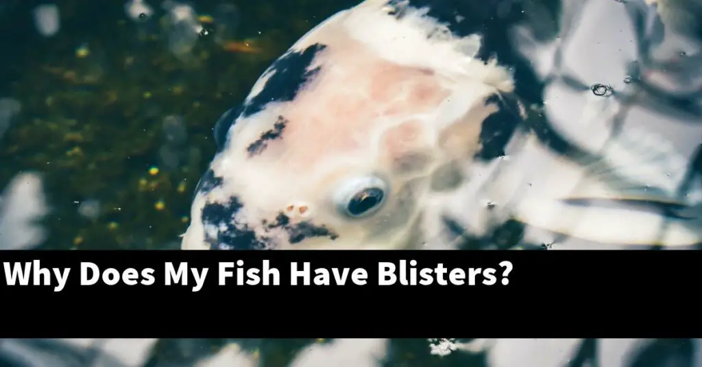 Why Does My Fish Have Blisters? [2024 Guide] Gold Koi Fish