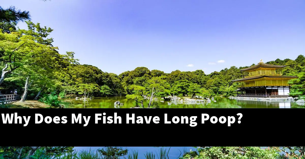 Why Does My Fish Have Long Poop?