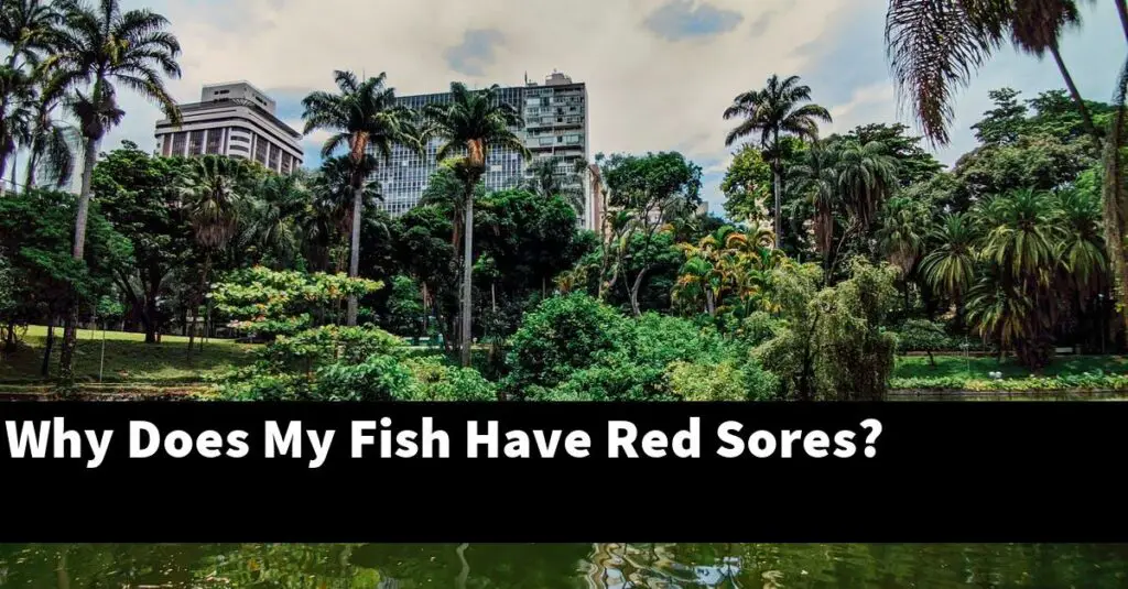 why-does-my-fish-have-red-sores-2024-guide-gold-koi-fish