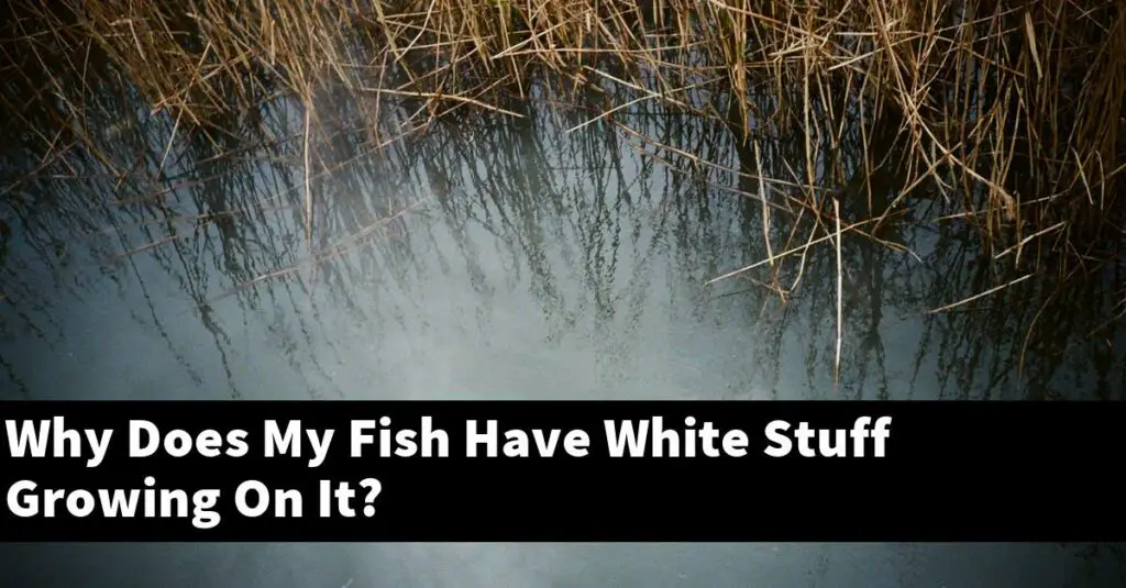 why-does-my-fish-have-white-stuff-growing-on-it-2024-guide-gold