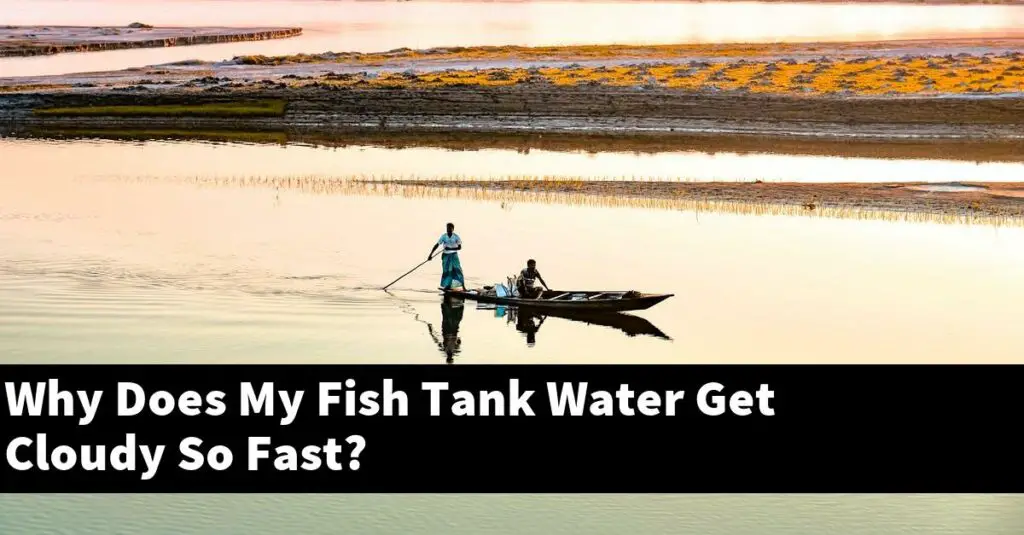 Why Does My Fish Tank Water Get Cloudy So Fast? [2024 Guide] Gold Koi