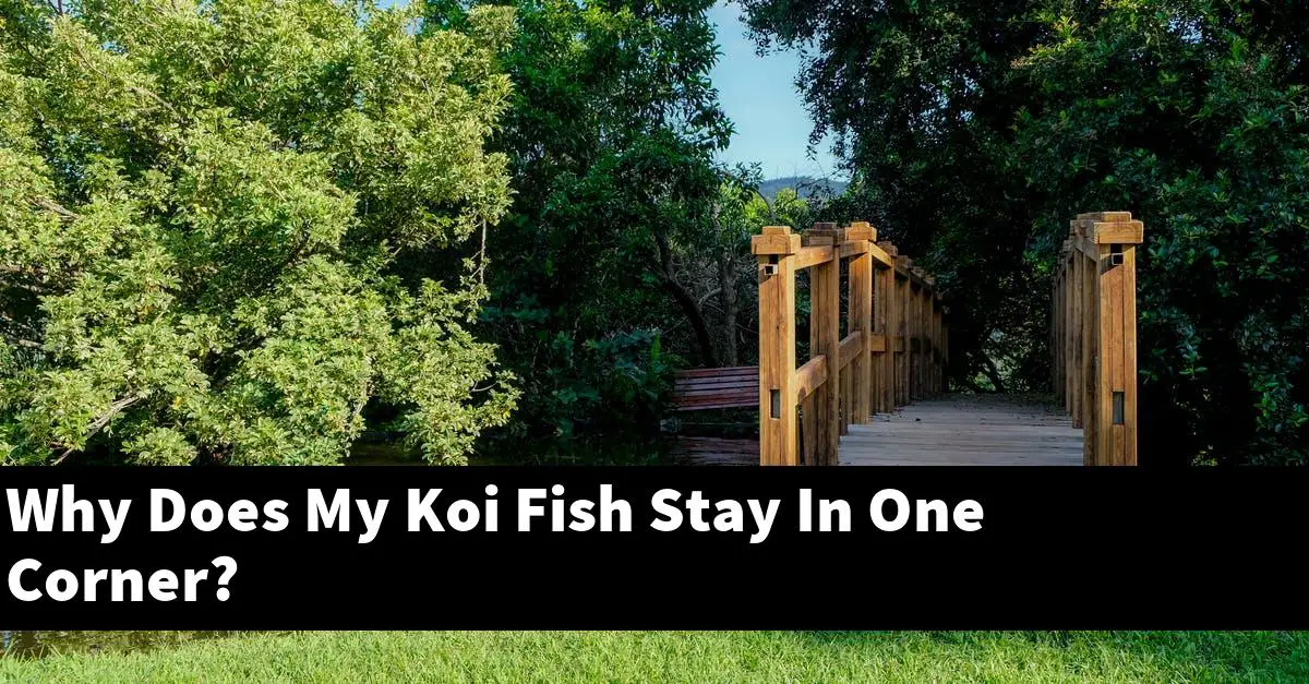 Why Does My Koi Fish Stay In One Corner?